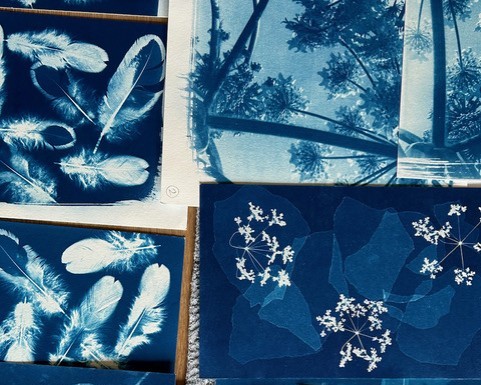 Cyanotype blue images of feathers prints, baby's breath flowers and flowers from below as though looking up at trees.