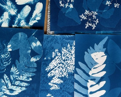Cyanotype blye prints of foligae and feathers